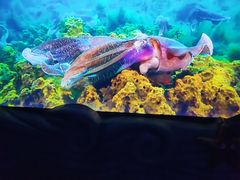 -成都浩海立方海洋公园