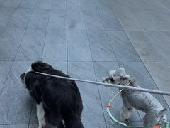 -帕帕拉兹宠物(亚洲旗舰店)