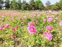 -汉长安城未央宫国家考古遗址公园