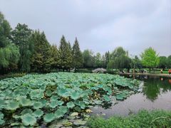 景点-橘子洲景区