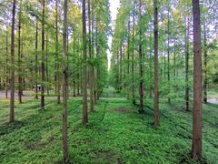 -黄海国家森林公园