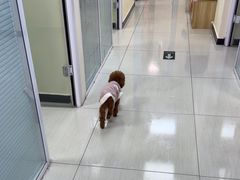 -全心全意连锁动物医院·微创中心·内科急重症·心脏专科(丰管路店)