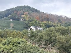 -阿巧茶庄