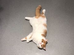 -飞行喵MR PILOT|猫舍·猫咖(静安大融城店)