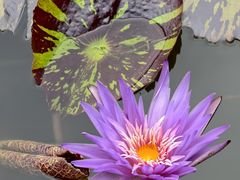 -国家植物园南园