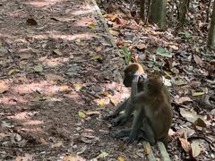 -武吉知马自然保护区