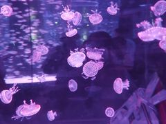 -海合安成都极地海洋公园