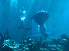 -海棠湾洲际-涛·海底餐厅·美人鱼·自助餐·海底隧道