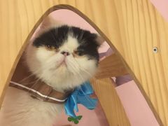 -三花喵·撸猫购宠·宠物生活馆(虹桥南丰城店)