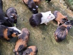 -海南热带野生动植物园