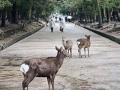 -奈良公园