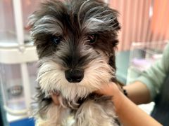 -翊宠yipet猫狗购宠庄园犬舍•猫舍