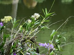-深圳仙湖植物园