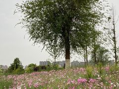 -汉长安城未央宫国家考古遗址公园