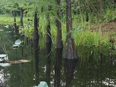 -长广溪湿地公园