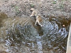 -石家庄市动物园