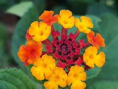 -合肥滨湖国家森林公园