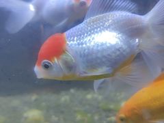 -华夏良子·足道SPA艾灸(王府井店)