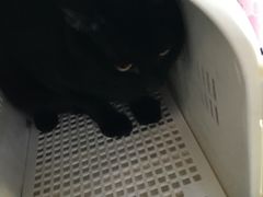 -北京赛佳动物医院