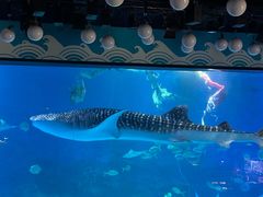 -烟台海昌鲸鲨海洋公园