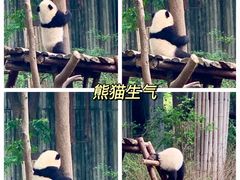 -成都大熊猫繁育研究基地