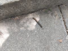 -青龙山国家森林公园