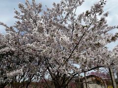 -南汇桃花村