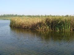 -溱湖国家湿地公园