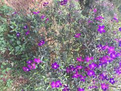 -南宁良凤江国家森林公园