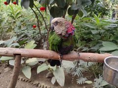 -南宫五洲植物乐园