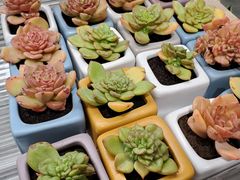 -鹿岛会员店(熙地港店)