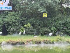 -广州长隆飞鸟乐园
