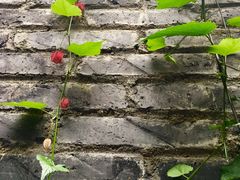 -恺庐茶园(宽窄巷子景区店)