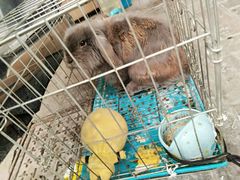 -志龙皇冠吃货椰子铺
