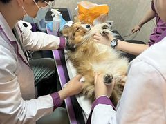 -宠爱国际动物医院·消化内科·心肾内科·ISFM猫友好(望京店)