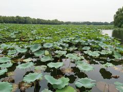 -荷塘月色湿地公园·向阳花洲