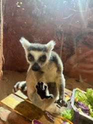 -Zoolung Zoolung动物主题公园(海信广场店)