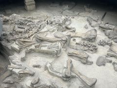 -自贡恐龙博物馆