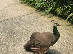 -新加坡飞禽公园