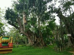 -瑞丽独树成林风景区