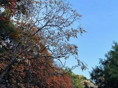 -北京西山国家森林公园