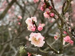 -梅花山(明孝陵内)