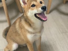 -柴犬高等学院·狗咖·柴犬售卖·宠物训练