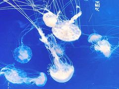 -海合安成都极地海洋公园