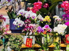 -溪岸路花鸟市场