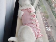 -关爱宠物医院·猫科中心·消化科(滨湖万达分院)