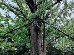 -上海佘山国家森林公园天马山园