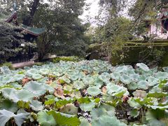 -桂湖森林公园