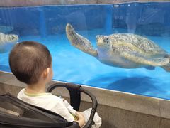 -芜湖新华联大白鲸海洋公园