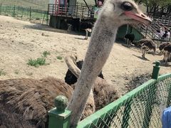 -新疆天山野生动物园